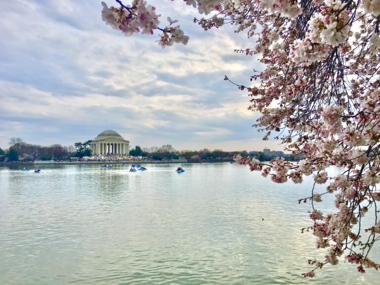 Visiting the Cherry Blossoms in Washington, D.C.